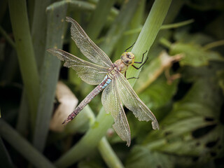 dragonfly on the grass