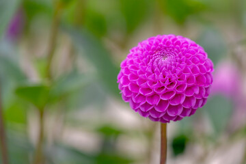 Selective focus of purple violet Dahlia flower in the garden with green garden as backdrop, Dahlia is a genus of bushy, Tuberous, Herbaceous perennial plants, Nature floral background.