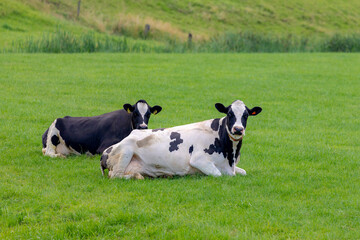 Two black and white Dutch cows lie down on green grass meadow, Holland typical polder landscape in summer, Open farm with dairy cattle on the field in countryside farm, Netherlands.