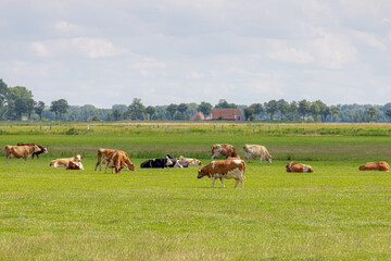 Naklejka na ściany i meble A group of Dutch cows (orange, white and black) eating fresh green grass meadow, Holland typical polder landscape in summer, Open farm with dairy cattle on the field in countryside farm, Netherlands.