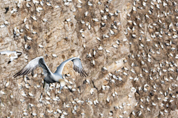 Gannet sea bird, morus bassanus, in flight with colony in background