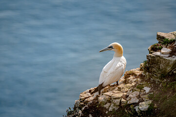 Gannet sea bird, morus bassanus
