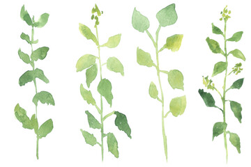 set of pink and yellow wild flowers