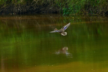 Weibchen der Stockente im Flug