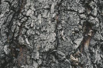 Bark Tree wood texture . Selective focus . Macro shot
