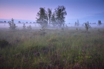 Obraz na płótnie Canvas Foggy summer white night on swamp among European nature filled with colored light.