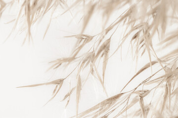 Dry romantic beige fluffy fragile rush reed cane buds with soft mist effect branches on light background - obrazy, fototapety, plakaty