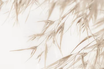 Foto op Canvas Droge romantische beige pluizige fragiele biezenrietrietknoppen met zachte misteffecttakken op lichte achtergrond © Tanaly