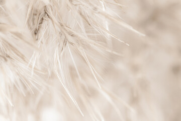 Dry romantic beige fluffy fragile rush reed cane buds with light natural background and soft mist effect