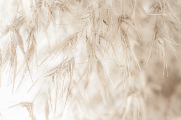 Dry romantic beige fluffy fragile rush reed cane buds with light natural blur background and soft mist effect