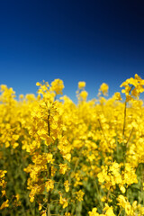 Rapeseed field in the early summer time.