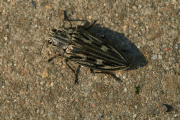 Marienprachtkäfer oder auch Großer Kiefernprachtkäfer (Chalcophora mariana