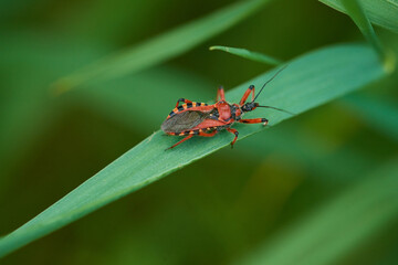 Rote Mordwanze (Rhynocoris iracundus)	