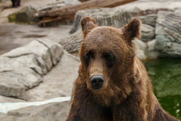 head of a beautiful brown bear