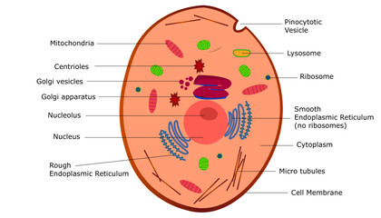 diagram of the animal cell