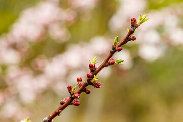 beautifully flowering cherry branches on which the bees sit