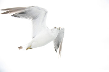 seagull in flight