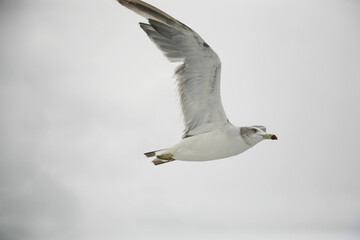 Obraz premium 曇り空を飛ぶカモメ 