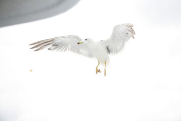 seagull in flight
