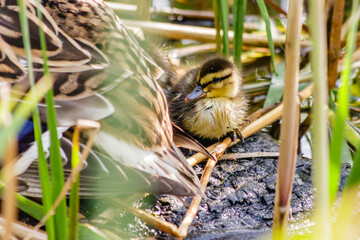 duck with ducklings swimming on the water body