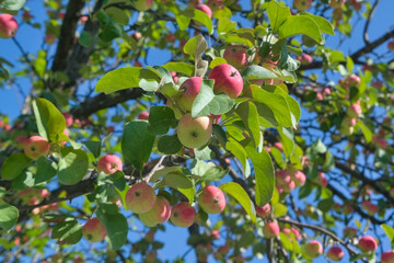 Fruits of a wild apple tree on a branch against a blue summer sky. Branch with red apples against...