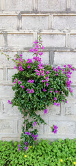 Bougainvillea with brick wall background