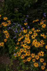 flowers in the garden