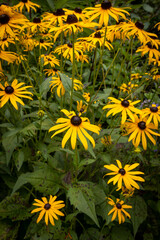 flowers in the garden