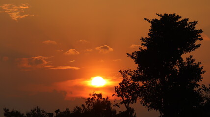 sunset in the forest