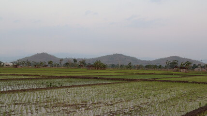 rice plants in the region