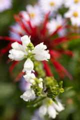flowers in the garden