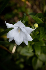 white flower