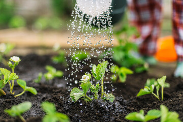 woman watering strawberries in the garden