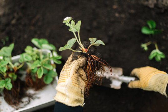 Person prepares strawberries seedling for planting