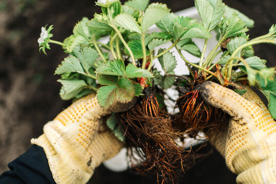 Person prepares strawberries seedling for planting