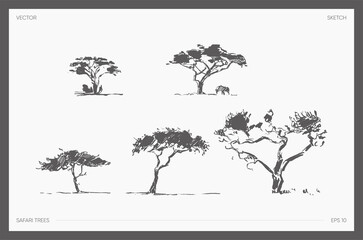 Set of detail hand drawn vector safari tree acacia