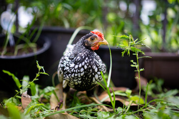 close up to Silver white Male SeBright Chick in the blur bokeh green garden background.