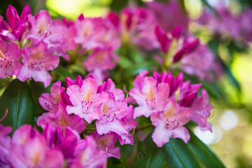 Fototapeta premium Rhodedendron blooming in backyard garden