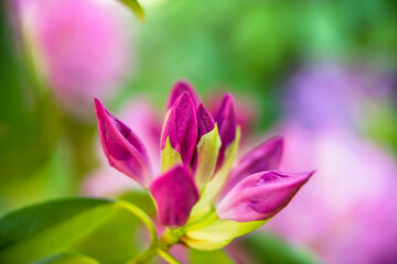 Fototapeta premium Rhodedendron cluster waiting to bloom in backyard garden
