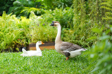 Male Goose standing and look for enemy to protect their couple in the garden at noon time.