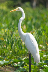 A close-up photo of a Great Egret.