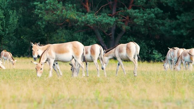 Herd of Wild Horses eat grass at meadows, Kulan or Equus hemionus, Protection of Nature Concept. Raising Horses in their natural environment. Animal in the wild, Wildlife, Telephoto lens close up 4k