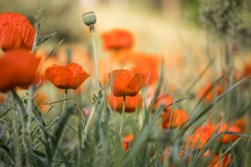 Orange poppies in a field