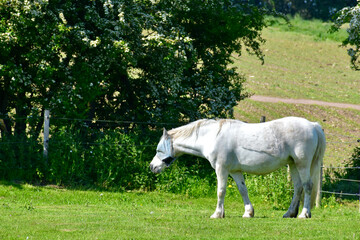 Naklejka na ściany i meble White horse wearing a fly mask in the field in summer, England, UK