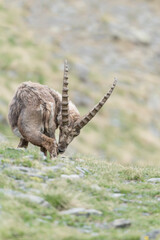 The itchy, portrait of Alpine ibex male in the grass (Capra ibex)