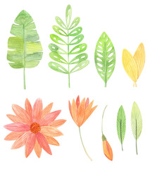 Watercolor hand drawn elements isolated, leaves and flowers