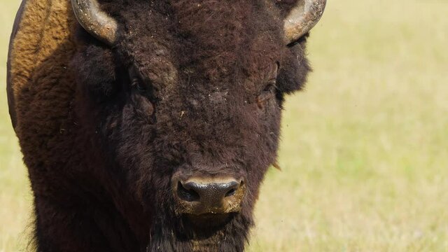 Wild Bison in the meadow, Portrait of American bison, Protection of Nature Concept. Bisons in their natural environment. Animal in the wild, Wildlife in Nature Reserve, Telephoto lens close up 4k