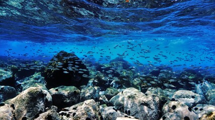 coral reef in the sea