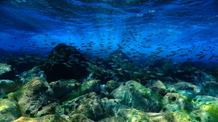 Scuba diving in paradise