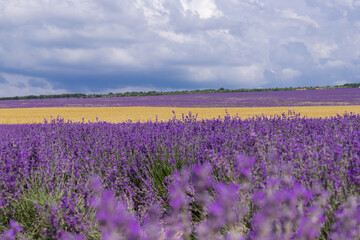 Fototapeta premium Blooming lavender in the summer. lavender blooming scented flowers.